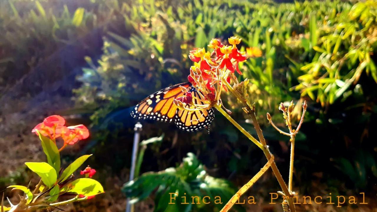 Finca La Principal Breña Alta Exteriör bild