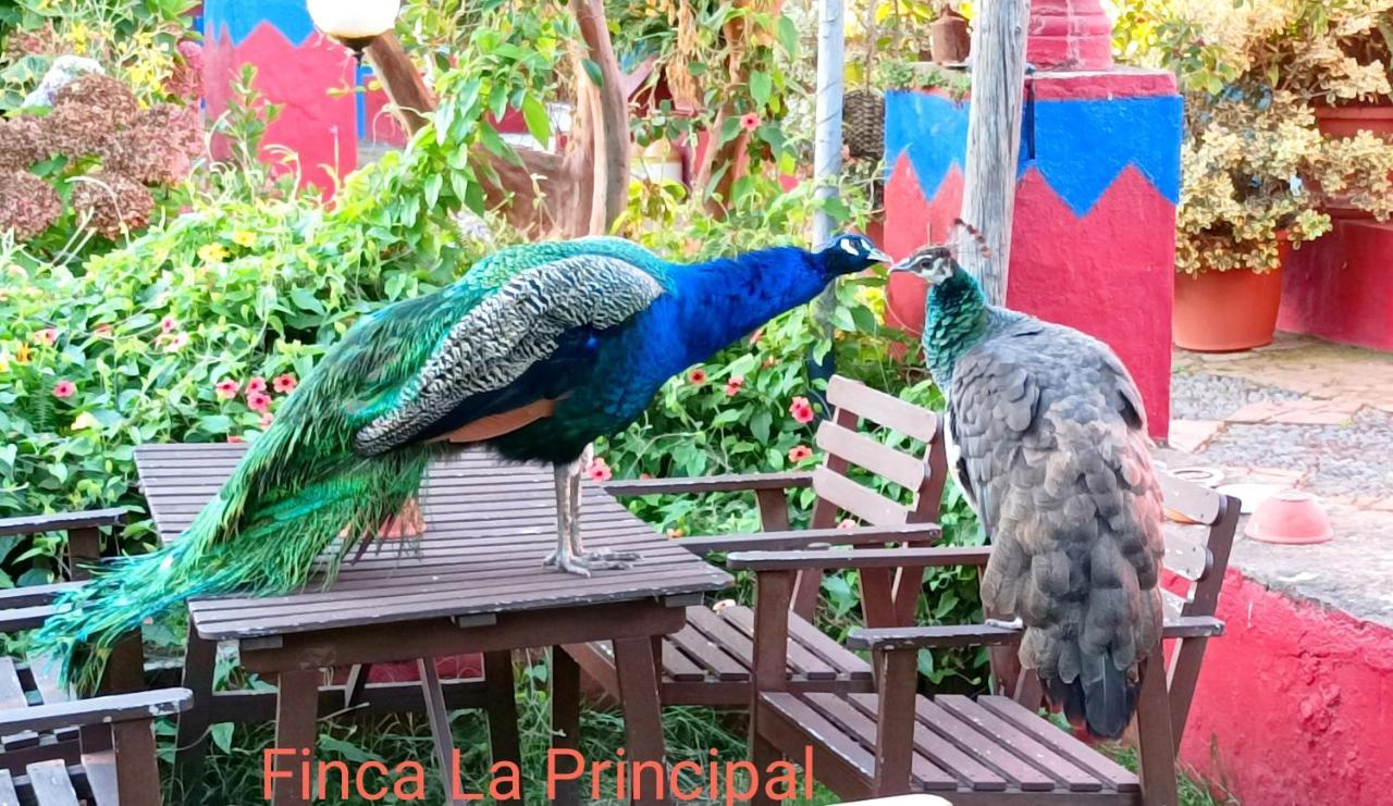 Finca La Principal Breña Alta Exteriör bild